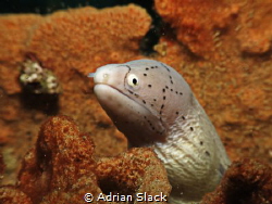Here's looking at you by Adrian Slack 